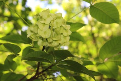 Ptelea trifoliata 'Aurea' - křídlatec trojlistý - nažky 1